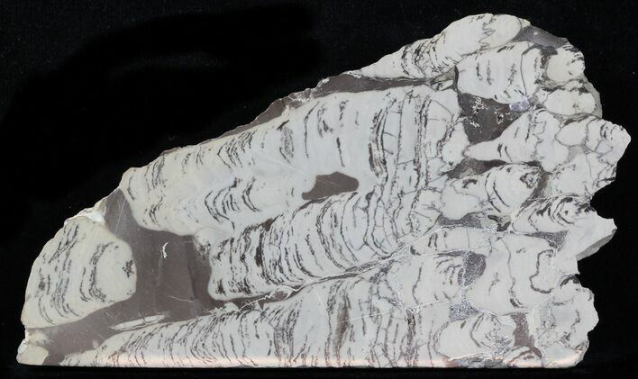 Polished Precambrian Stromatolite - Siberia #57577